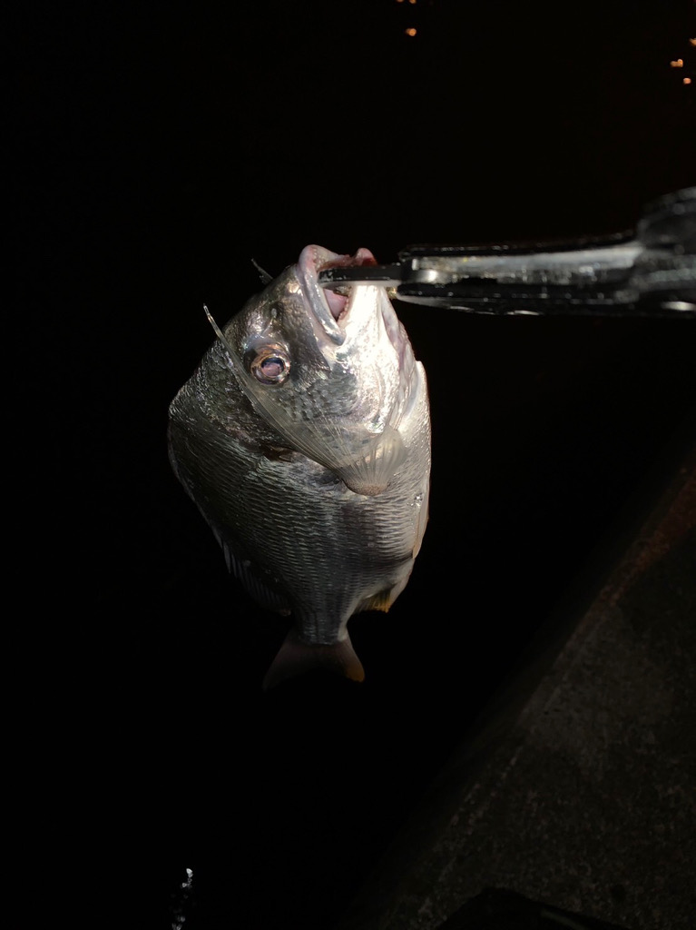 淀川のチニング