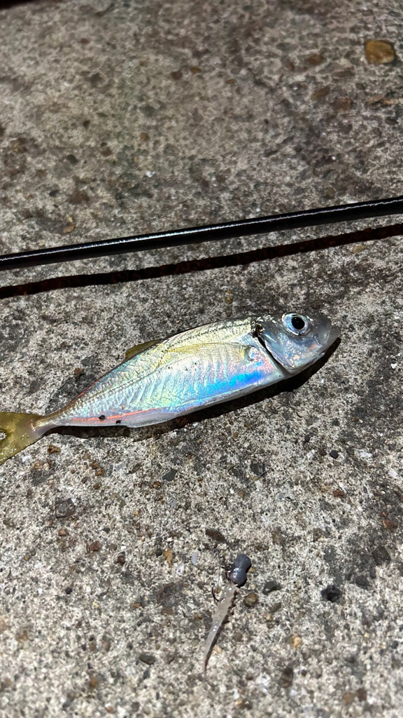 明石へアジング