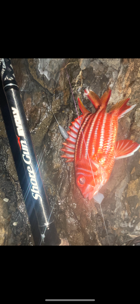 切り身のぶっ込み!