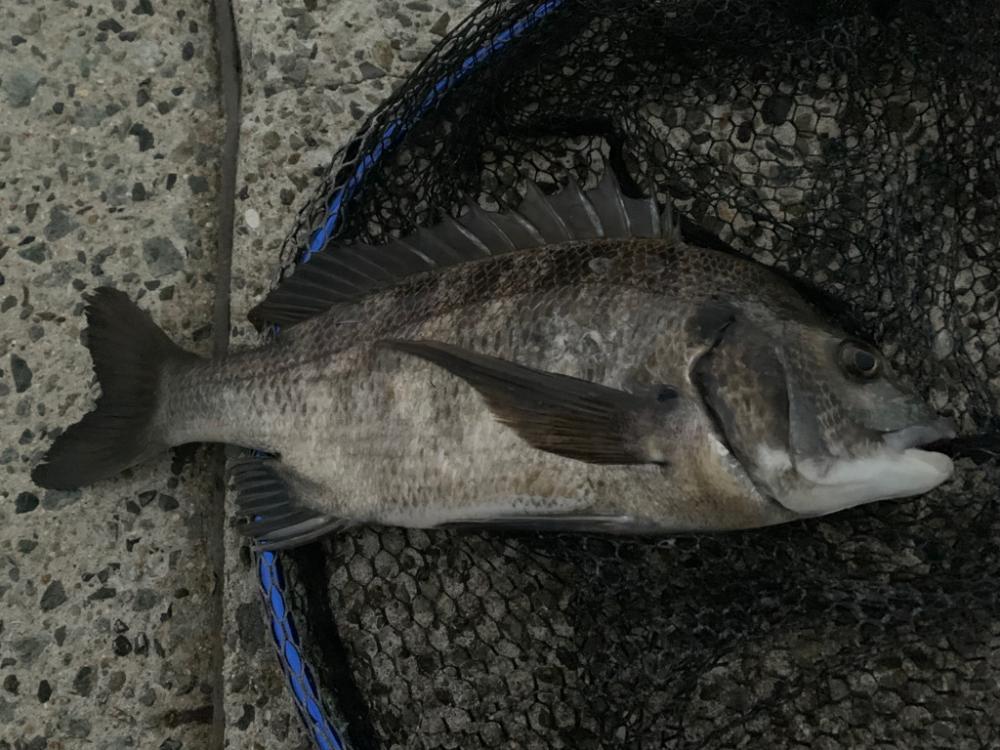 朝マヅメチヌ2匹