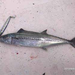 10/3 伊島沖ジギング　ティップラン