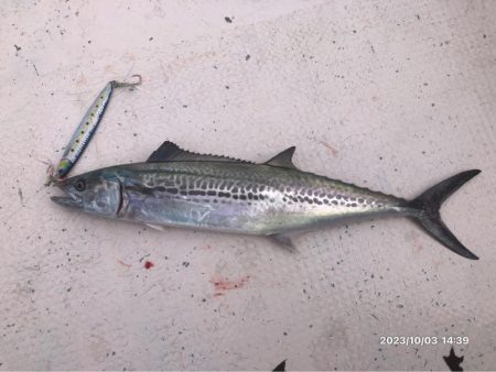 10/3 伊島沖ジギング　ティップラン