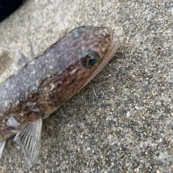 イワシの群れ現れる