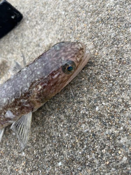 イワシの群れ現れる