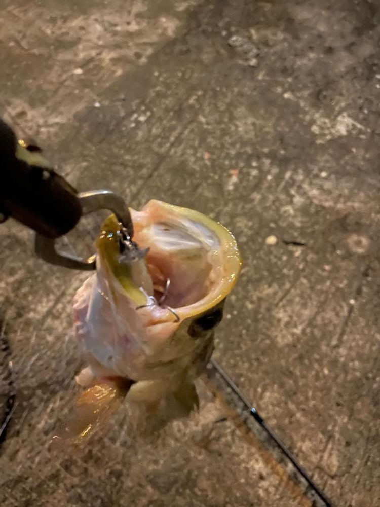 雨が降ったので