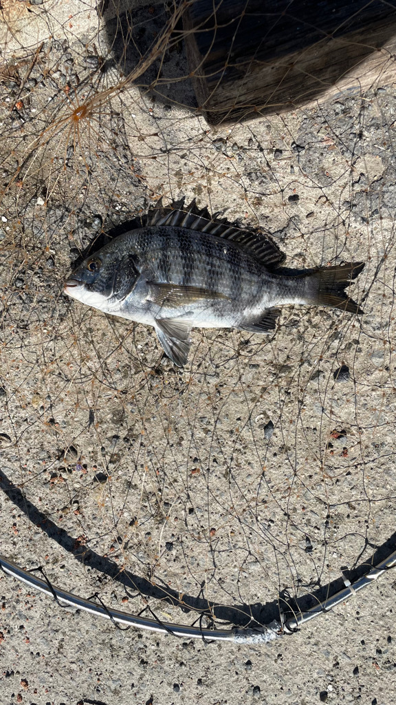 小チヌが2桁 ・・・雷魚⁈