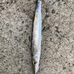 アオリイカ探し