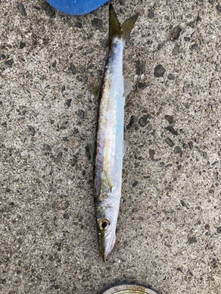 アオリイカ探し