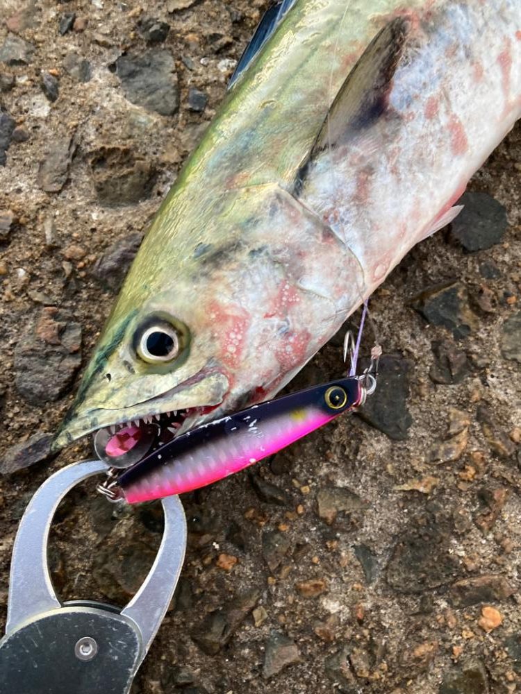 ⭐︎エソガイド