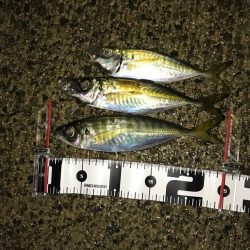 今日もアジング釣行