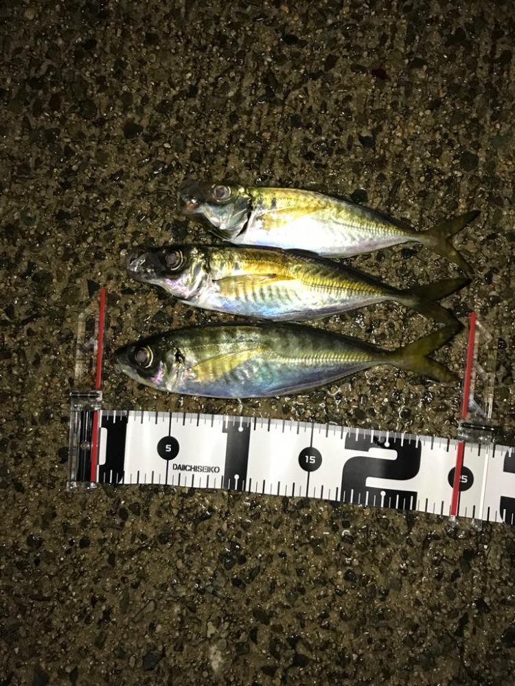 今日もアジング釣行