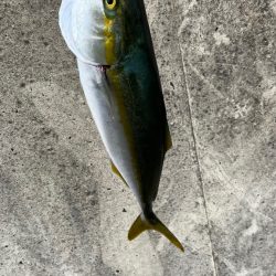 泳がせでハマチ( ・∇・)