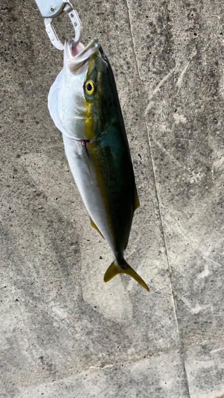 泳がせでハマチ( ・∇・)