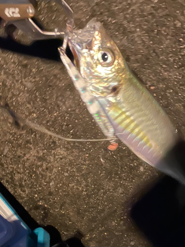 自身初釣果‼️