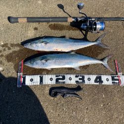 サゴシ2匹。3バラシ2ゲット。