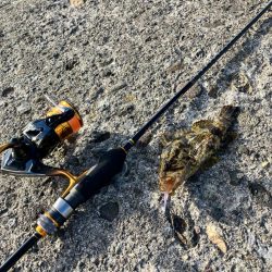 カサゴと戯れる