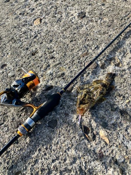 カサゴと戯れる