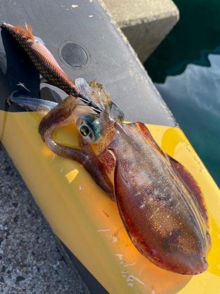 エギング釣行記