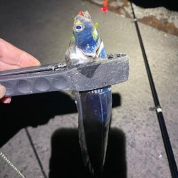 なんとか今年初太刀魚