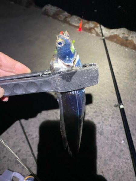 なんとか今年初太刀魚