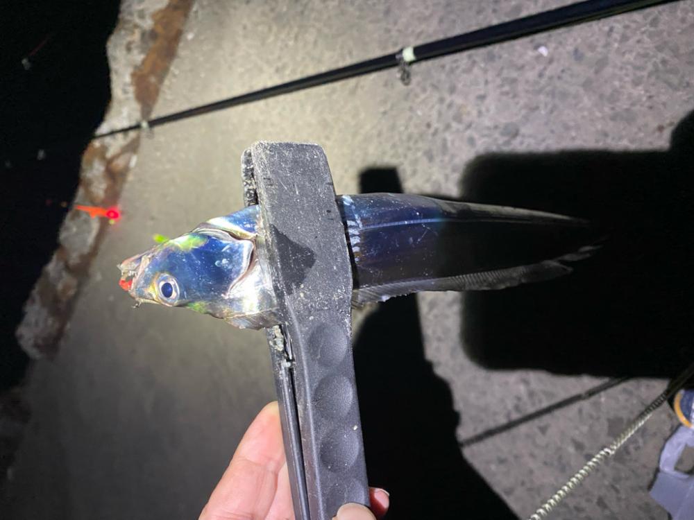 なんとか今年初太刀魚