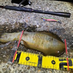 エギング　朝マズメは活性高い＼(^^)／