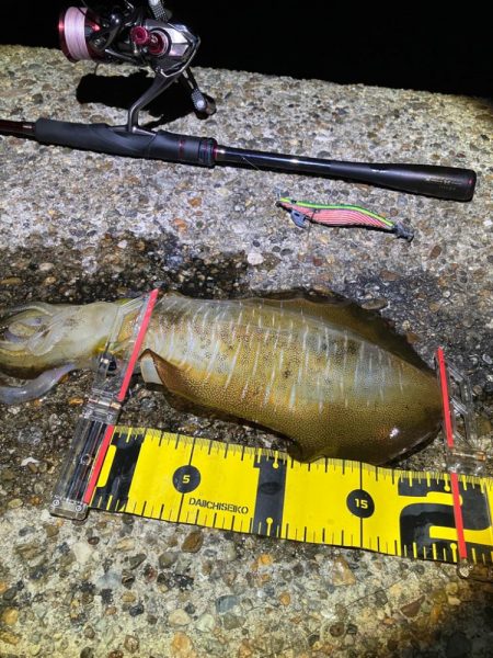エギング　朝マズメは活性高い＼(^^)／