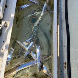 明石タチウオ、アオリ