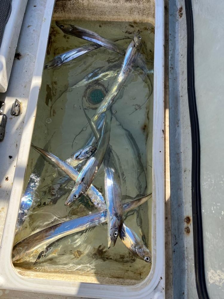 明石タチウオ、アオリ