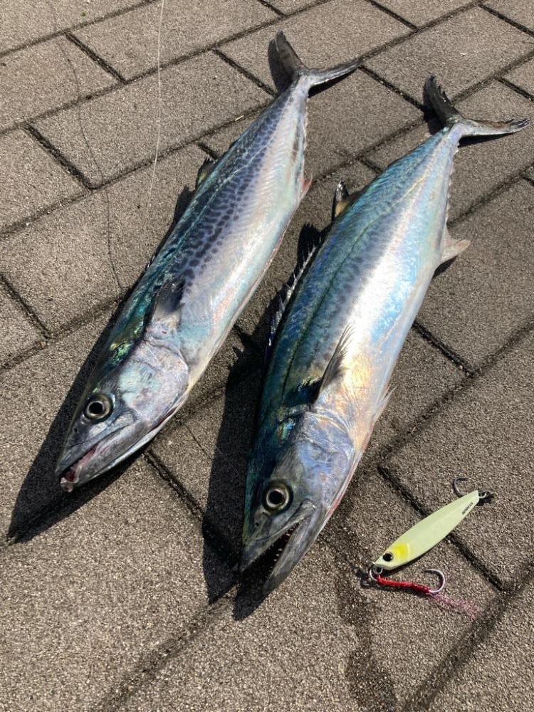 フォールパターン。青牙マルチ。。