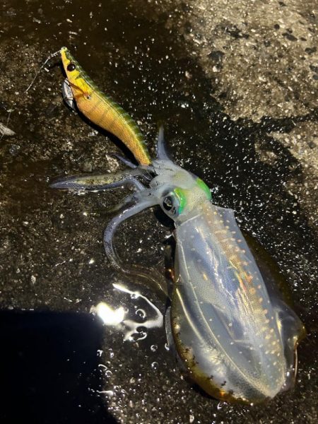 雨の中のエギング