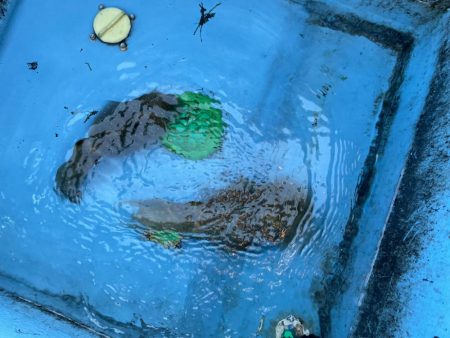 墨族柔でシンカーエギングに