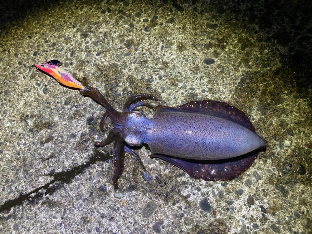 夕方エギング