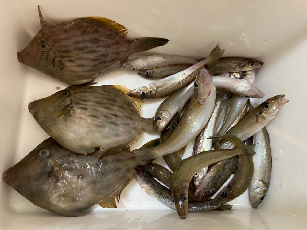 ちょい投げシロギスタのダブルヘッダー