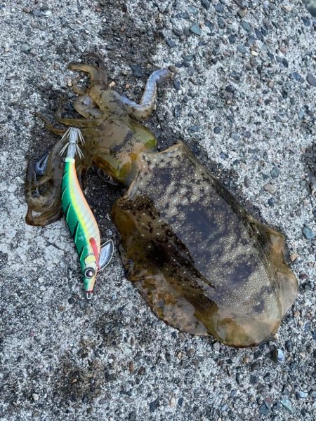 舞鶴アオリイカ！