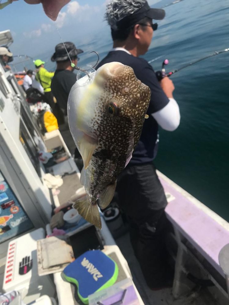 淡路のフグ、カワハギ、アオリイカ