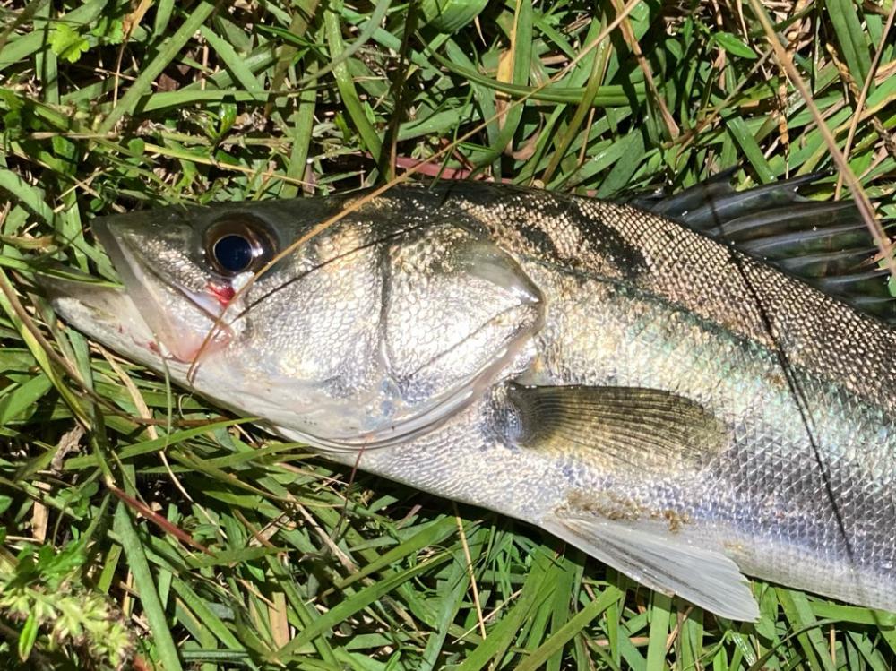 シーバスフィッシング