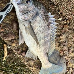 久々のチニング