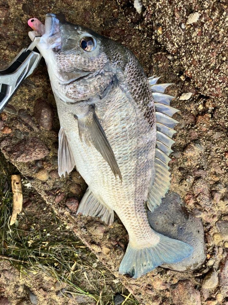 久々のチニング