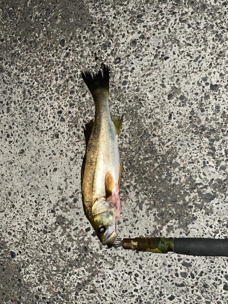 涼しくなってきたので