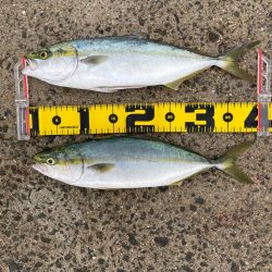 久しぶりの青物