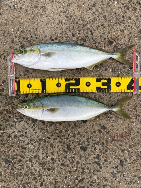 久しぶりの青物