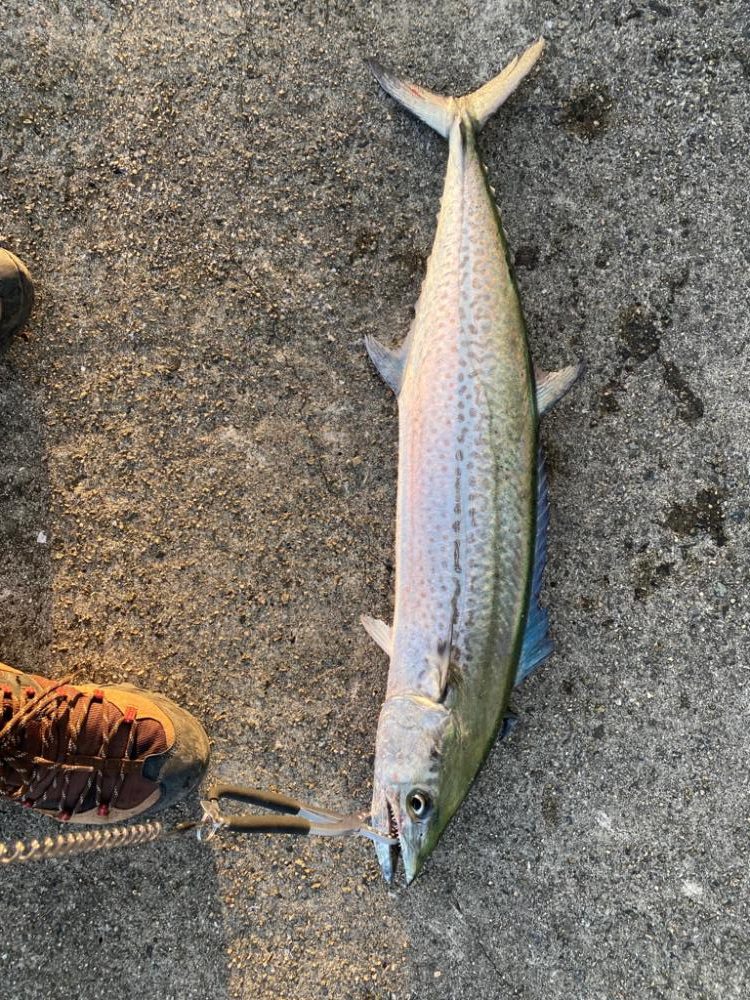 芦屋でサゴシ連発なら他でも釣れるはず…