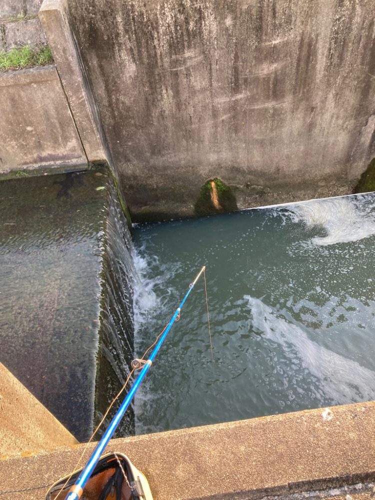 滝でハゼ釣り