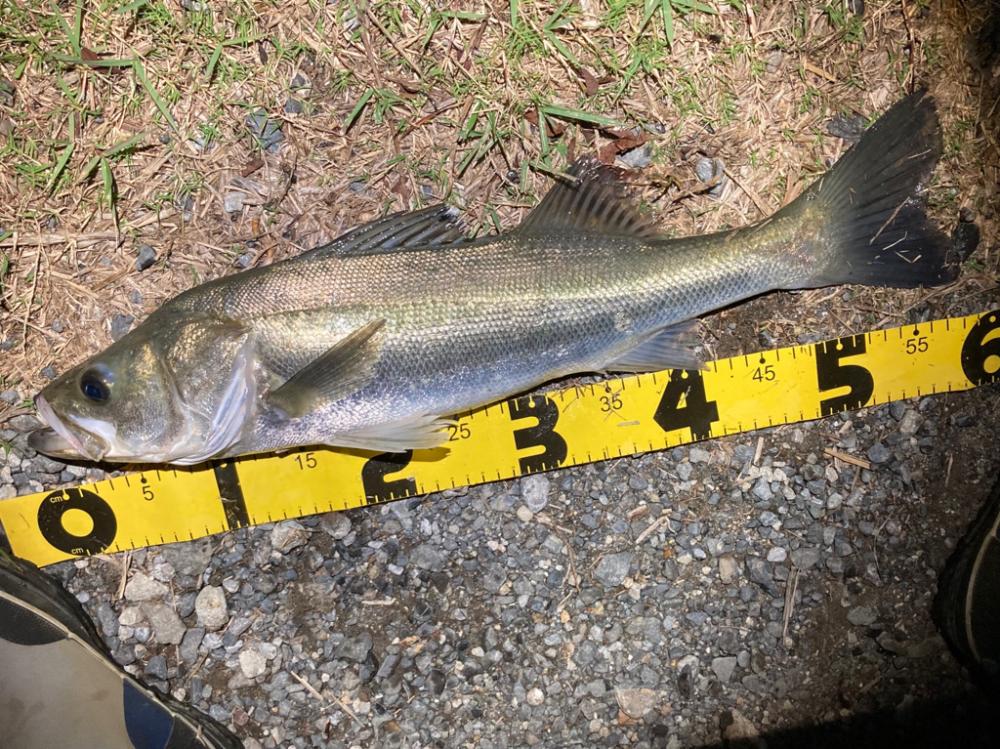 秋のシーバスシーズン