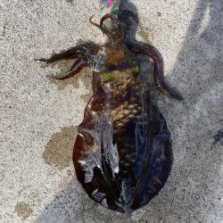 2023 佐渡ヶ島エギング 28回目【10…