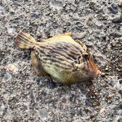 午後からカワハギ