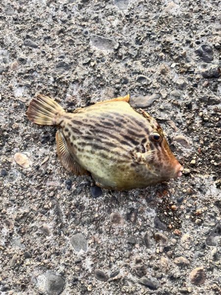 午後からカワハギ