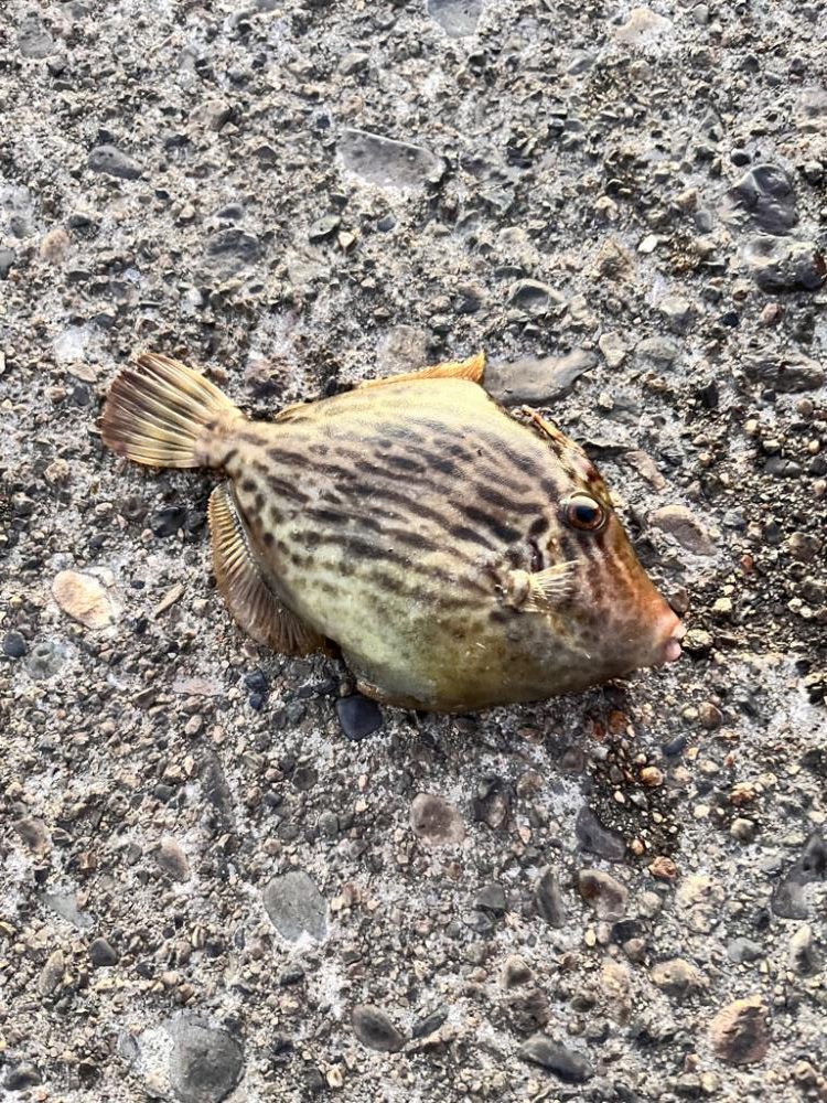 午後からカワハギ