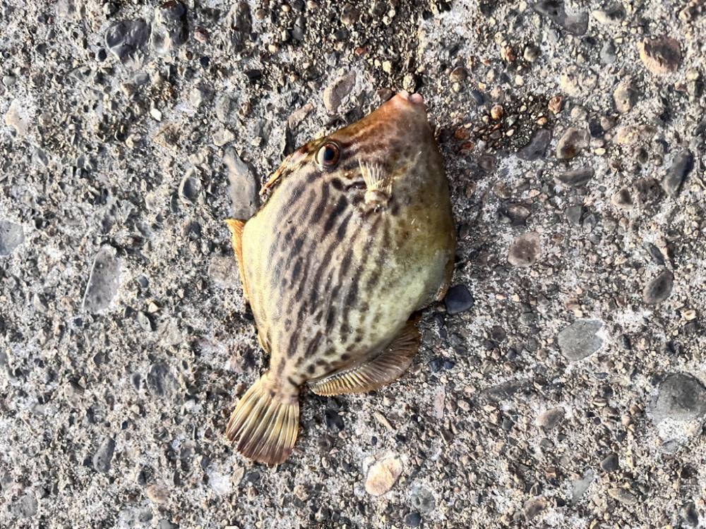 午後からカワハギ